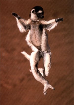 [Lemur-Dance-Note-Card-C11766021.jpeg]