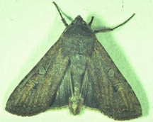 [moth.jpg]