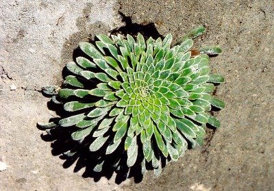 [Saxifraga~longifolia.jpg]