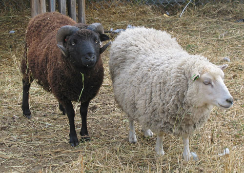 [2007.Oct.11.Sheep.Newfs+022.jpg]