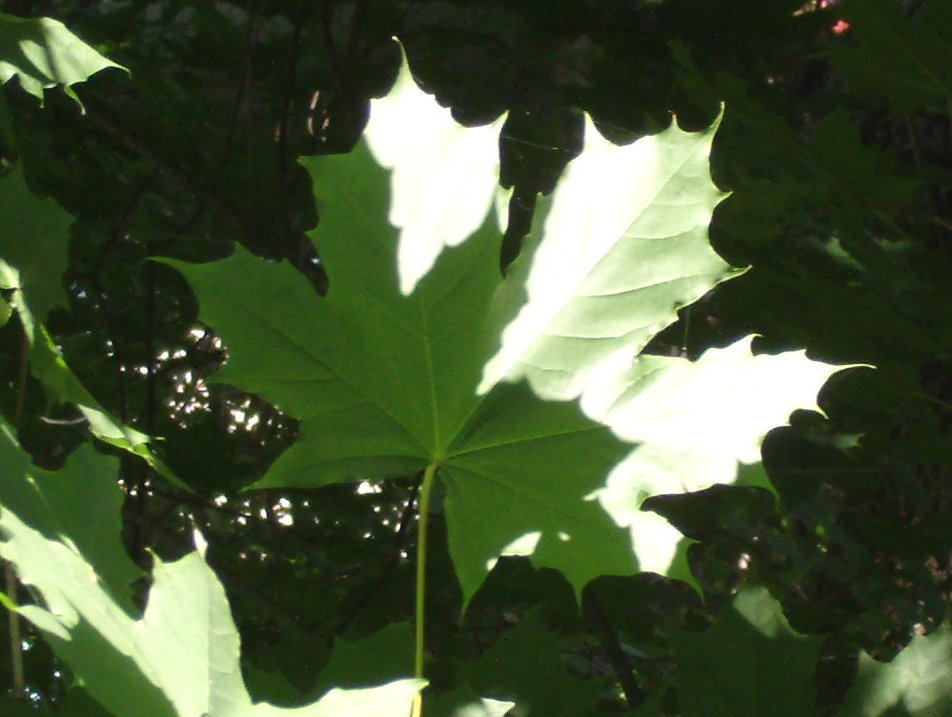 [maple+leaf.jpg]