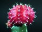 [cactus6a08.jpg]