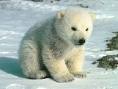 [baby+polar+bear.jpg]