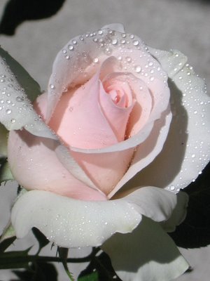 [pink+rose.JPG]
