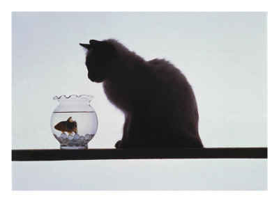 [539903~Cat-Looking-at-Fish-in-Fishbowl-Posters.jpg]