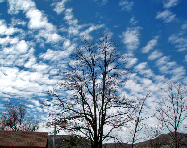 [tree+and+clouds.jpg]