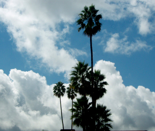 [palms+and+clouds.jpg]