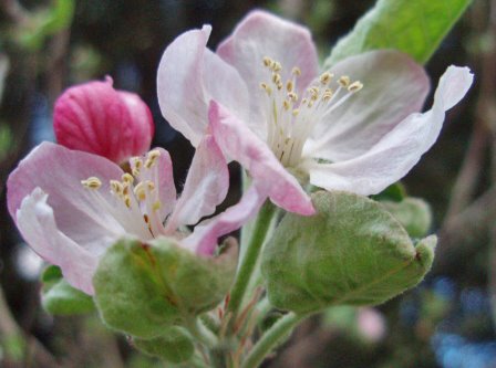 [apple+blossoms5.jpg]