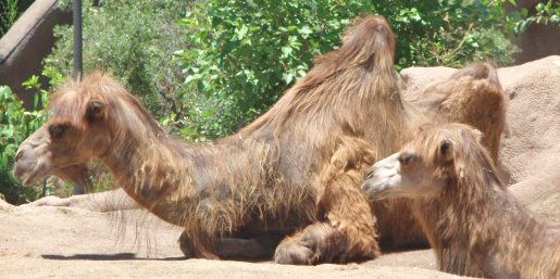 [camels.jpg]