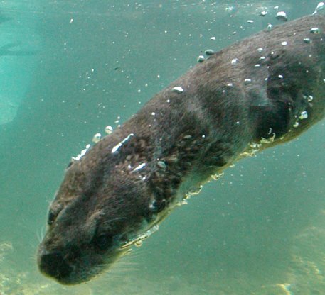 [otter+under+water.jpg]