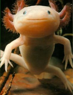[Axolotl.jpg]