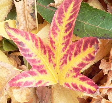 [fall+leaf+1.JPG]