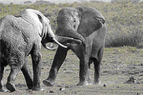 [Elephant+duel.psd.jpg]