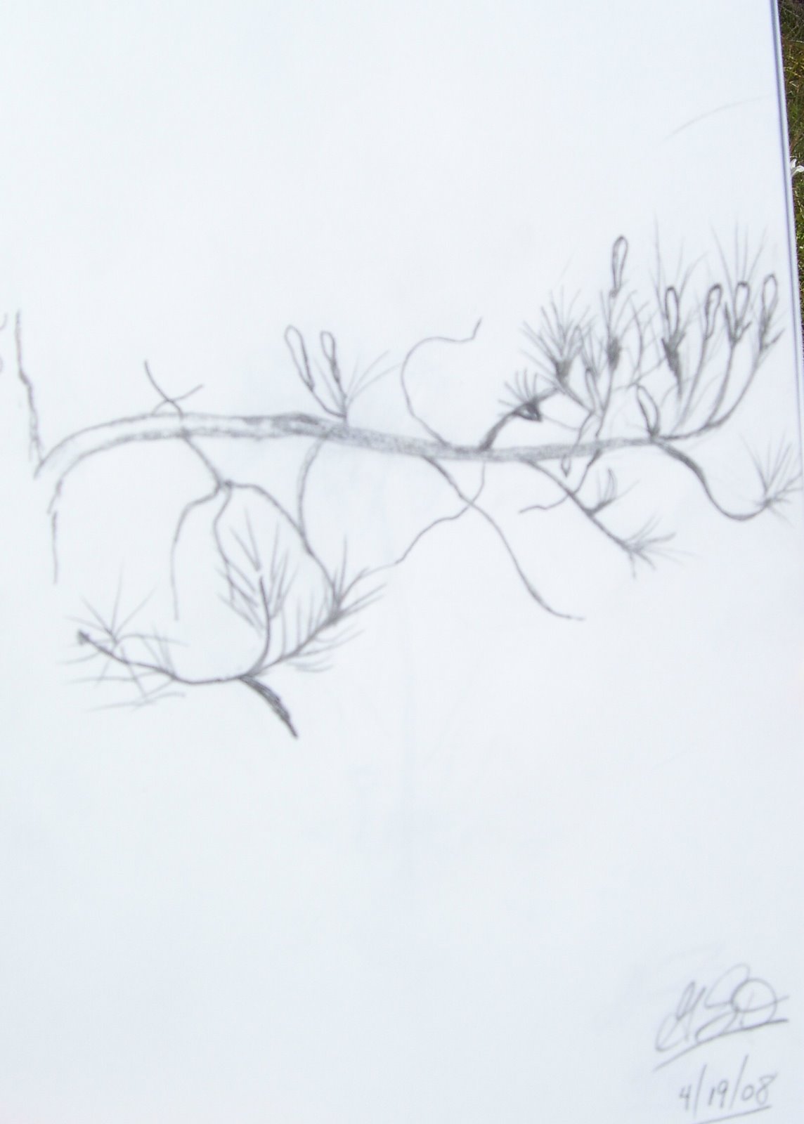 [Drawn+Pine+Branch.jpg]