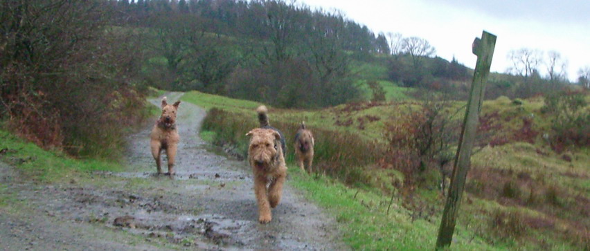[Airedale+attack!.jpg]