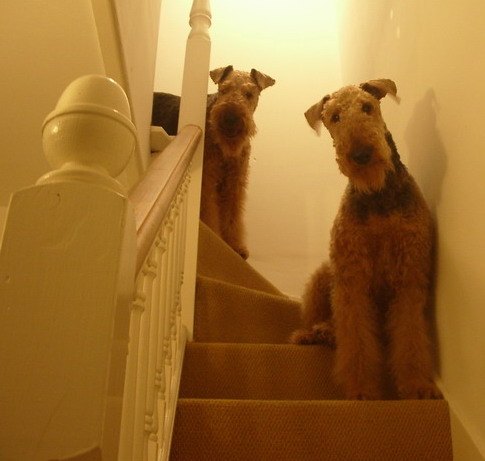 [Gertrude+on+the+stairs+and+Molly+above.jpg]