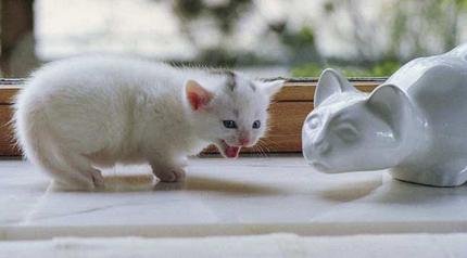 [dos-gatos-blancos.JPG]