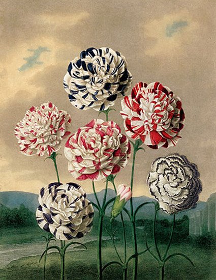 [474px-The_Temple_of_Flora,_Carnations.jpg]