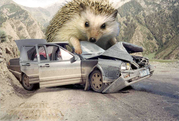 [hedgehog+revenge.jpg]