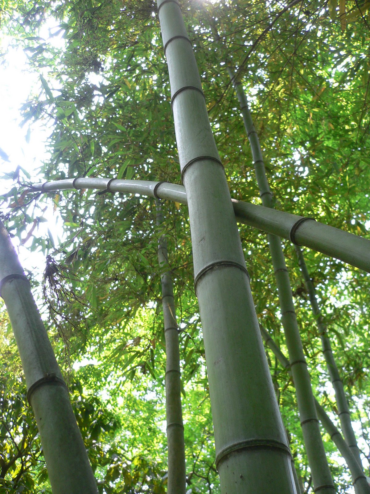 [spring+2008+-+zhuxi+212+bamboo.jpg]