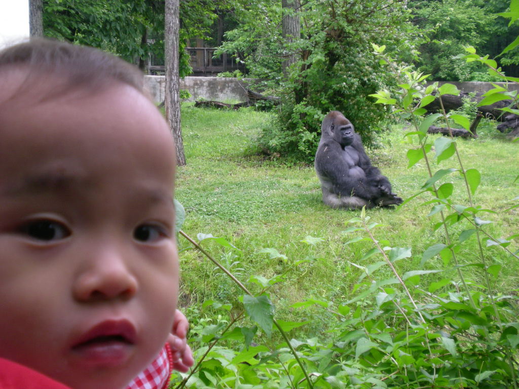 [Gorilla2008-05-24.JPG]
