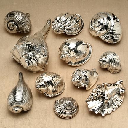 [silver+coates+seashells.jpg]