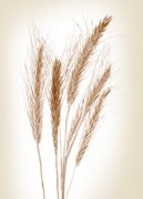 [wheat_tares.jpg]