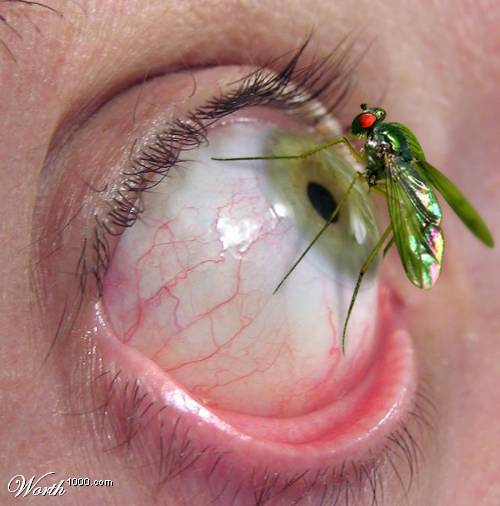 [Mosquito+on+eye.jpg]