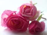 [pink+roses.jpg]
