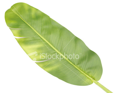 [ist2_4995075_banana_leaf.jpg]