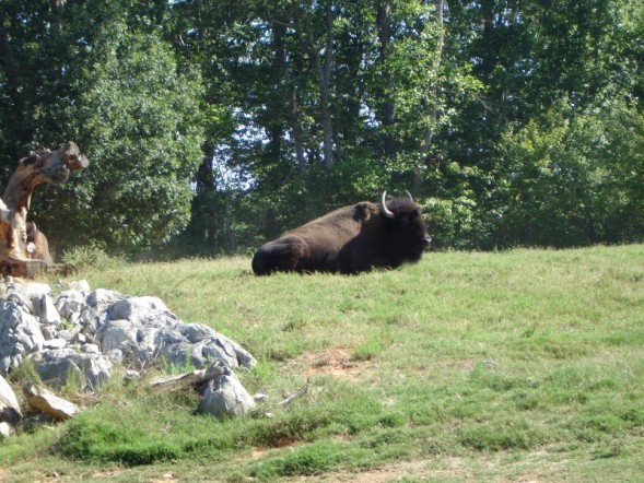 [bison_zoo.jpg]