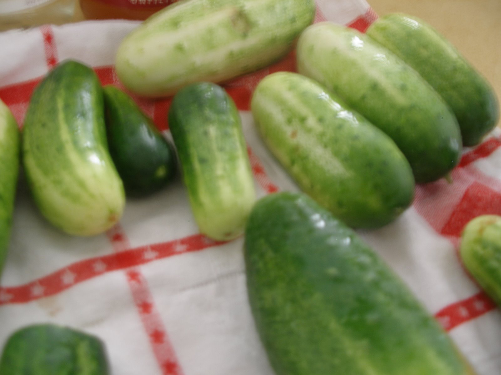 [pickle+1.JPG]