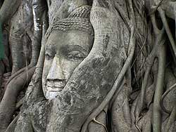 [buddha-roots-tree.jpg]