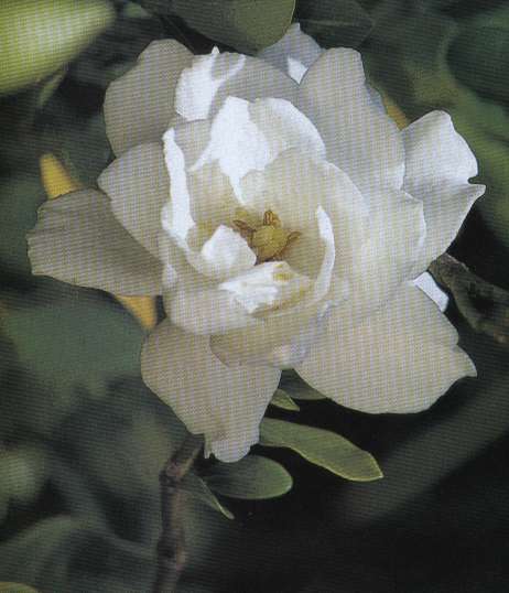 [gardenia.jpg]