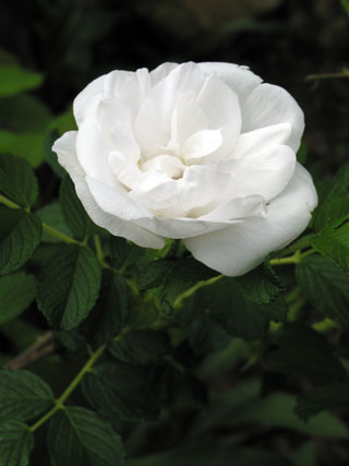 [rose+white.jpg]