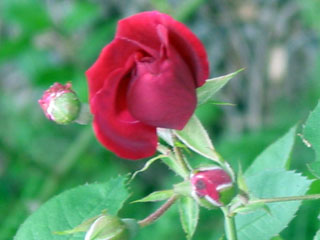 [rose+red.jpg]
