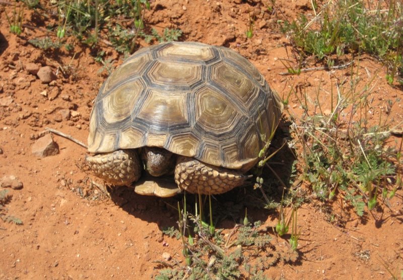 [tortoise3.JPG]