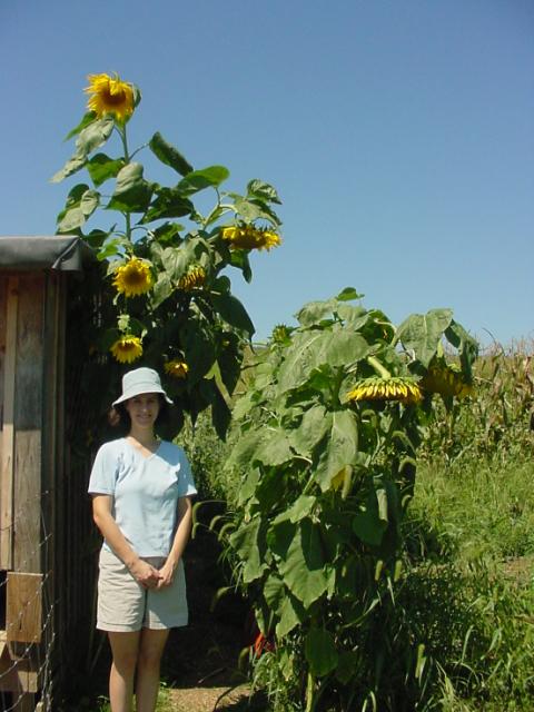 [sunflower+tall.JPG]