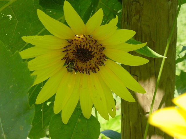 [sunflower+small.JPG]