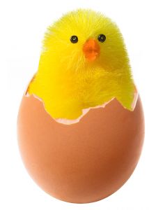 [chicken_in_broken_egg.jpg]