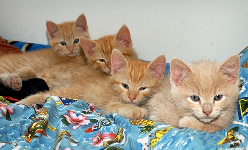 [Kittens.jpg]