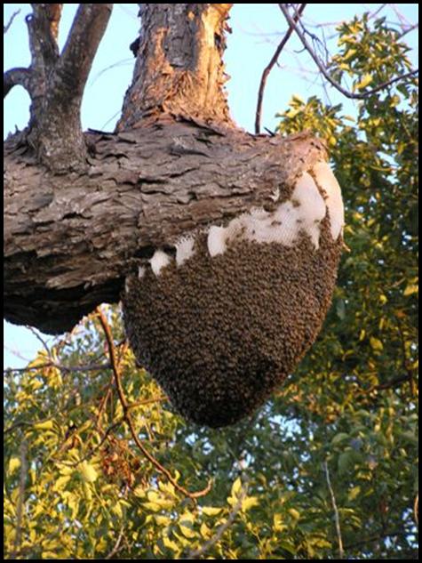 [africanized+honey+bee+nest+2.jpg]