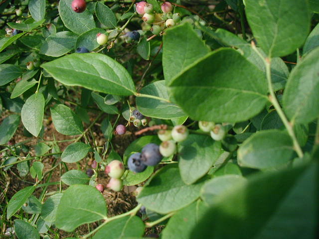 [blueberry.JPG]