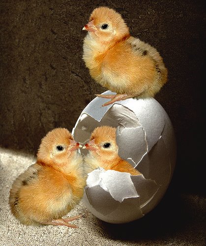 [chicken+or+egg.jpg]