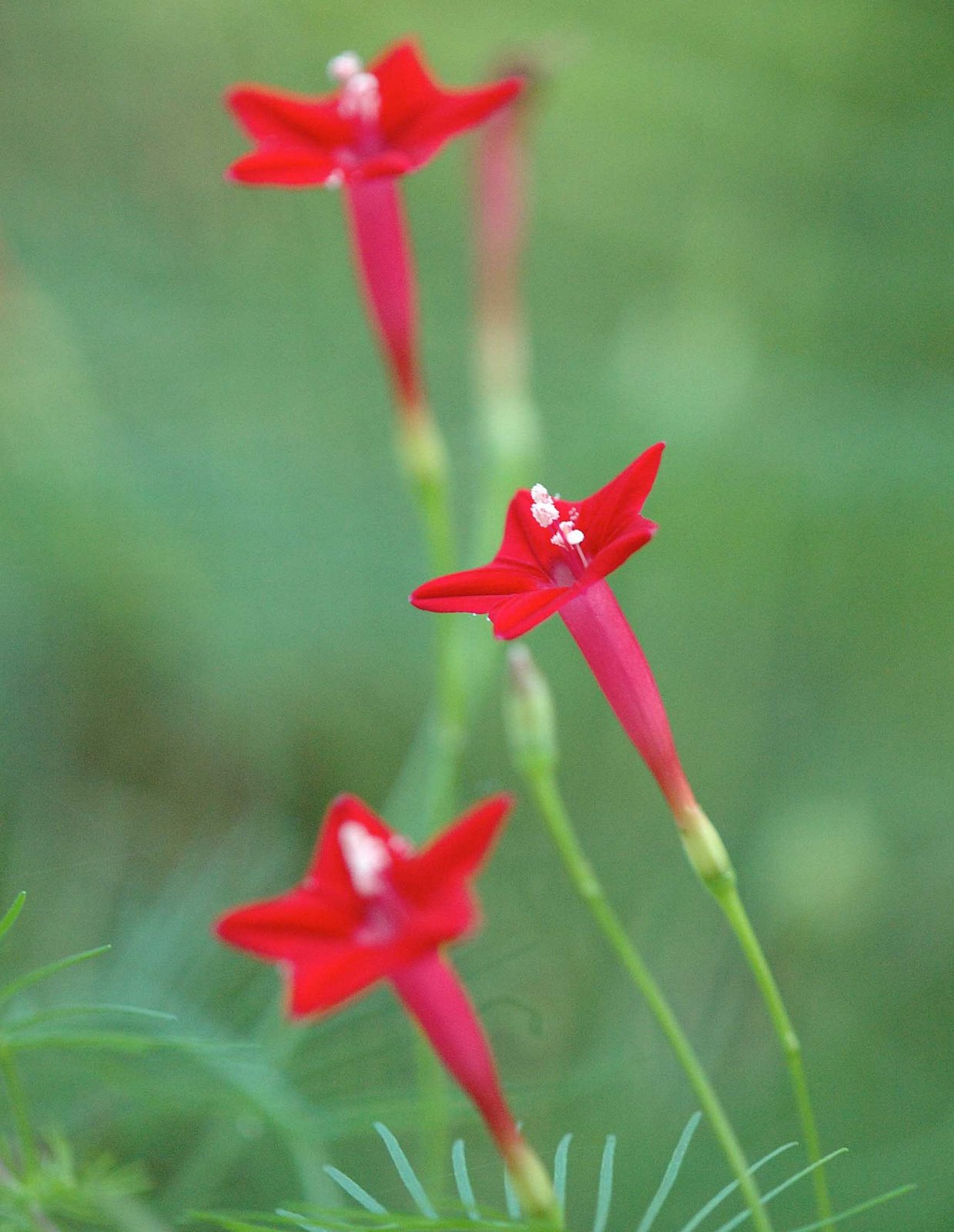 [i+Unknown+Red+Flower+1.jpg]