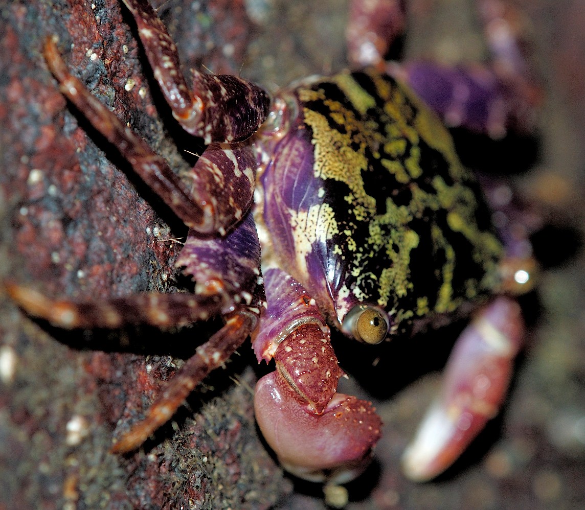 [11+Purple+Climbing+Crab+(Metopograpsus+spp)+2.jpg]