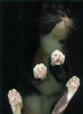 [cat-scan-scout.jpg]