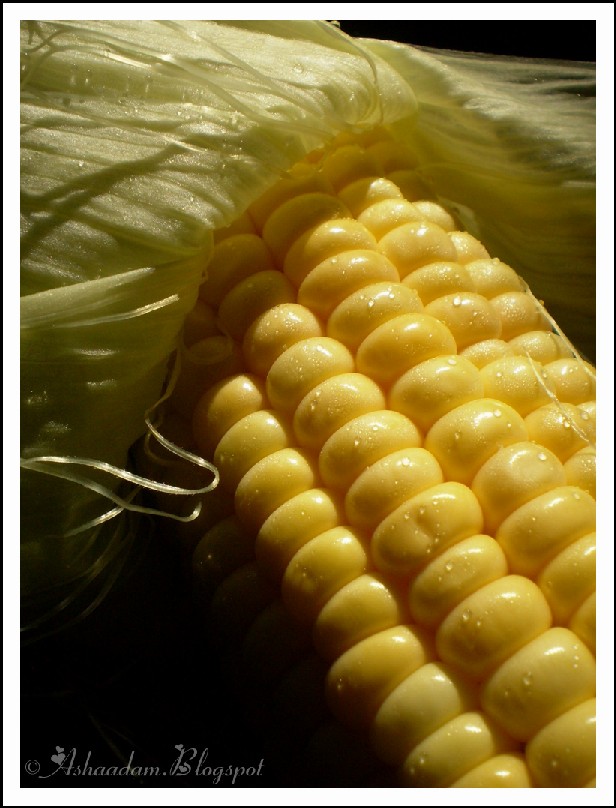 [sweet+corn.jpg]