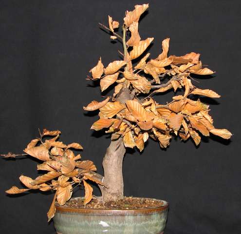 [bonsai+1459.jpg]