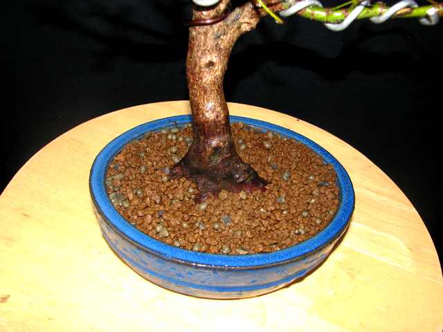 [bonsai+1545.jpg]